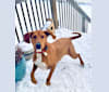 Opie, a Treeing Walker Coonhound and Beagle mix tested with EmbarkVet.com