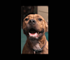 Hank, an American Pit Bull Terrier and American Bulldog mix tested with EmbarkVet.com