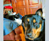 Photo of Bruno, a Rottweiler, Australian Cattle Dog, Chow Chow, Akita, and Mixed mix