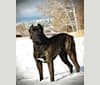 Photo of Riggs, a Boerboel, Neapolitan Mastiff, Rottweiler, and Great Dane mix in Longview, Washington, USA
