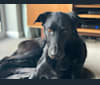 Charlie, a Poodle (Standard) and German Shepherd Dog mix tested with EmbarkVet.com