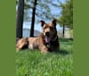 Hunter, a Staffordshire Terrier and German Shepherd Dog mix tested with EmbarkVet.com