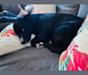 Photo of Loki, an Australian Cattle Dog, Chihuahua, American Pit Bull Terrier, and Siberian Husky mix in Flagstaff, AZ, USA