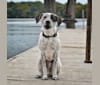 Auggie, a Labrador Retriever and Chow Chow mix tested with EmbarkVet.com