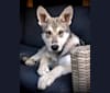 Logan, a Saarloos Wolfdog tested with EmbarkVet.com