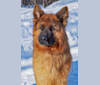 Pyro, a German Shepherd Dog tested with EmbarkVet.com