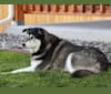 Bella, a Labrador Retriever and Siberian Husky mix tested with EmbarkVet.com
