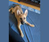 Bryzzo Reese, a German Shepherd Dog and Belgian Malinois mix tested with EmbarkVet.com