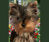Franklin, a Yorkshire Terrier tested with EmbarkVet.com
