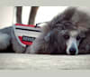 Tate, a Poodle (Small) tested with EmbarkVet.com
