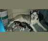 Athena, a Siberian Husky and Akita mix tested with EmbarkVet.com