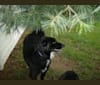 Sophie, a Rat Terrier and Labrador Retriever mix tested with EmbarkVet.com