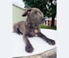 Photo of Jaxon, an American Pit Bull Terrier, Chow Chow, and Mixed mix in Memphis, Tennessee, USA