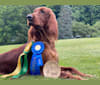 Photo of SHADOWMERE'S CELTIC WITHOUT A DOUBT, an Irish Setter  in Tobaccoville, North Carolina, USA