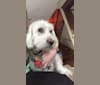 Winston, a Poodle (Small) tested with EmbarkVet.com