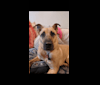 Ozzy, a German Shepherd Dog and Staffordshire Terrier mix tested with EmbarkVet.com