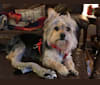 Roscoe, a Maltese and Chihuahua mix tested with EmbarkVet.com