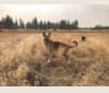 Rufus, a German Shepherd Dog tested with EmbarkVet.com