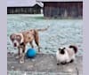Photo of DEXTER, a Dogue de Bordeaux, American Pit Bull Terrier, Rottweiler, and Great Pyrenees mix in Bridge City, Texas, USA