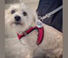 Porter, a Maltese and Cairn Terrier mix tested with EmbarkVet.com