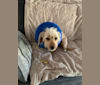Fergus, a Pomeranian and Chihuahua mix tested with EmbarkVet.com