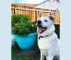 Link, a Japanese or Korean Village Dog tested with EmbarkVet.com
