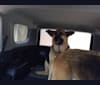 Timber, a German Shepherd Dog and Samoyed mix tested with EmbarkVet.com