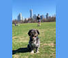 Bernie, a Shih Tzu and Russell-type Terrier mix tested with EmbarkVet.com
