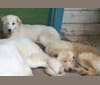 Photo of Walker, a Chow Chow, Labrador Retriever, German Shepherd Dog, Australian Cattle Dog, and Mixed mix in Cambridge, Massachusetts, USA
