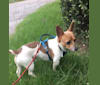Kevin, a Rat Terrier tested with EmbarkVet.com