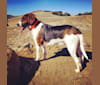 Theo, a Beagle and Basset Hound mix tested with EmbarkVet.com