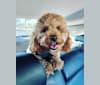 Benny, a Poodle (Small) tested with EmbarkVet.com