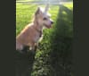 Mazie, a Rat Terrier and Miniature Schnauzer mix tested with EmbarkVet.com