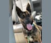 Saké, a German Shepherd Dog and American Pit Bull Terrier mix tested with EmbarkVet.com