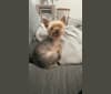 Oscar, a Yorkshire Terrier tested with EmbarkVet.com