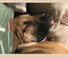 Photo of Nova, an American Pit Bull Terrier, German Shepherd Dog, Boxer, and Mixed mix in Aiken, South Carolina, USA