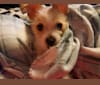 Tucker, a Chihuahua and Maltese mix tested with EmbarkVet.com