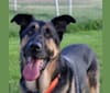 Leo, a German Shepherd Dog and Neapolitan Mastiff mix tested with EmbarkVet.com