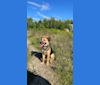 Zuko, an Eastern European Village Dog and German Shepherd Dog mix tested with EmbarkVet.com
