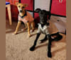 Bahariya, a Greyhound and Borzoi mix tested with EmbarkVet.com