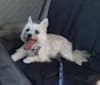 Willow, a Cairn Terrier and Maltese mix tested with EmbarkVet.com