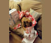 Melania (Lonnie), an American Pit Bull Terrier and Labrador Retriever mix tested with EmbarkVet.com