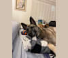Grey Wind, a Belgian Malinois and German Shepherd Dog mix tested with EmbarkVet.com