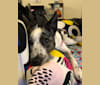 Pippa, an Australian Cattle Dog and Australian Shepherd mix tested with EmbarkVet.com