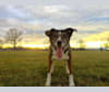 Murphy, a Chihuahua and Bulldog mix tested with EmbarkVet.com