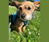 Izzie, a Chihuahua and Poodle (Small) mix tested with EmbarkVet.com