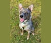 Tex, a Border Collie and Australian Cattle Dog mix tested with EmbarkVet.com