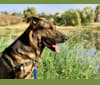 Jasper, a German Shepherd Dog and American Pit Bull Terrier mix tested with EmbarkVet.com