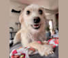 Photo of Mochi, a Chihuahua, Poodle (Small), American Eskimo Dog, and Bichon Frise mix in Minnetonka, Minnesota, USA