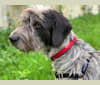 Duke, a German Wirehaired Pointer and Doberman Pinscher mix tested with EmbarkVet.com